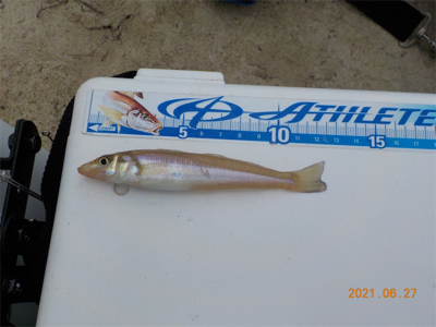 キス苦戦後、初登場2匹