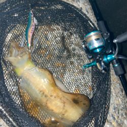 秋イカサイズだけど嬉しい1杯(^。^)