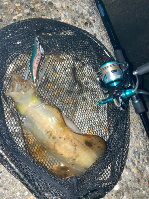 秋イカサイズだけど嬉しい1杯(^。^)