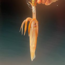 福井　啓福丸さんにてイカメタル