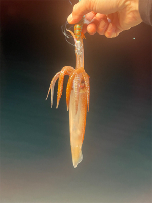 福井　啓福丸さんにてイカメタル