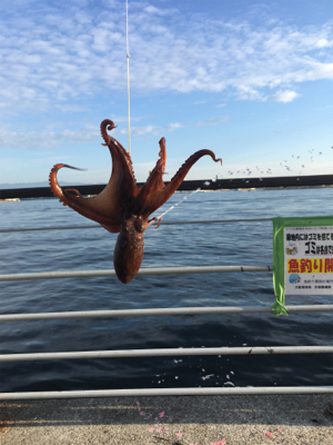 モーニングサービスなタコ散歩♫