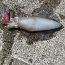 久しぶりのアオリイカ