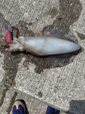 久しぶりのアオリイカ