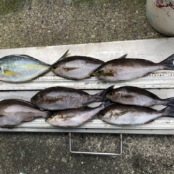 梅雨イサキ釣り
