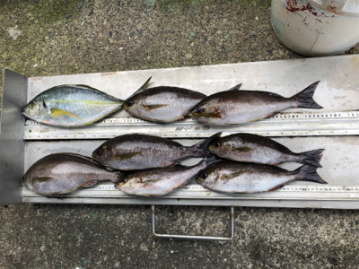 梅雨イサキ釣り