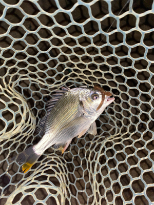 淀川ブリームゲーム