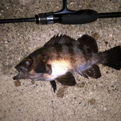 梅雨メバリング