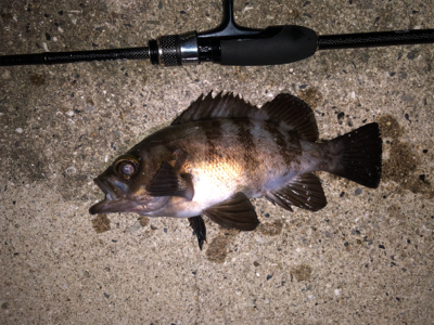 梅雨メバリング