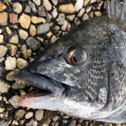 大潮の朝に満潮でエビ撒き