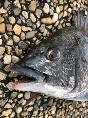 大潮の朝に満潮でエビ撒き