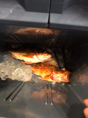 ライトジギング