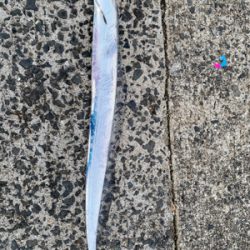 久しぶりの太刀魚