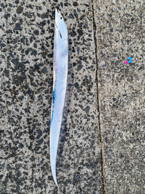 久しぶりの太刀魚