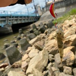 ハゼはいるけど何か渋い