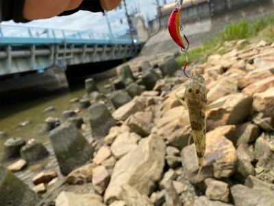 ハゼはいるけど何か渋い