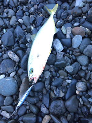 石津浜ジギング