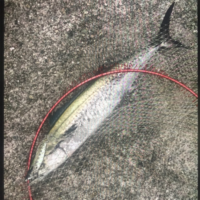 釣れるかな❗️…