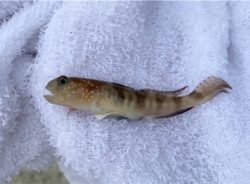 初投稿★4時から7時までキス釣り