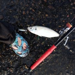 やっと海が生き返ってきた