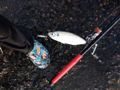 やっと海が生き返ってきた