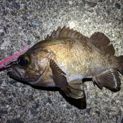 久しぶりメバリング