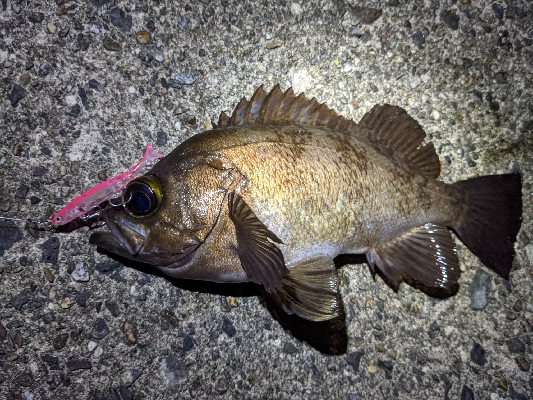 久しぶりメバリング