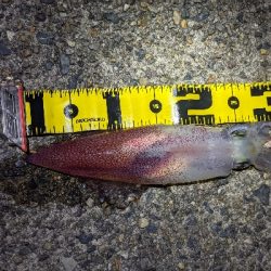 仕事終わりケンサキ狙い