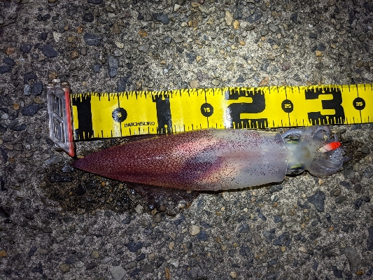 仕事終わりケンサキ狙い