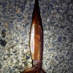 えっ！スルメイカ祭り