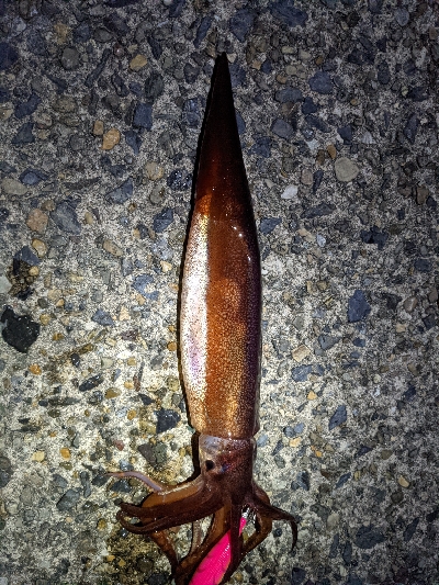 えっ！スルメイカ祭り