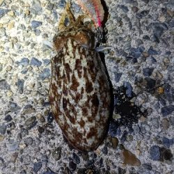 イカ４種目達成！