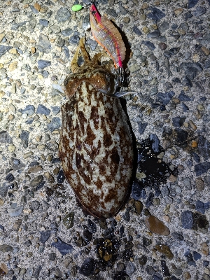 イカ４種目達成！