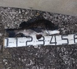 6/6釣果　はじめての紀州釣り