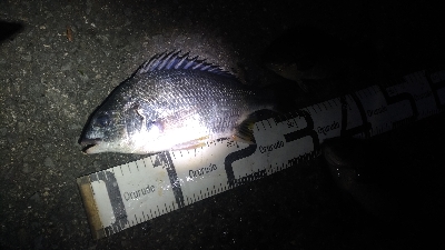 6/9釣果紀州釣りでチヌグレ