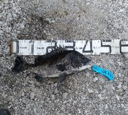 6/13釣果チヌ2枚尺アジも釣れました！