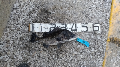 6/13釣果チヌ2枚尺アジも釣れました！