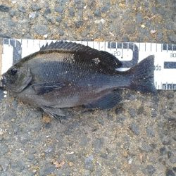 6/17釣果 梅雨グレ26センチ2枚