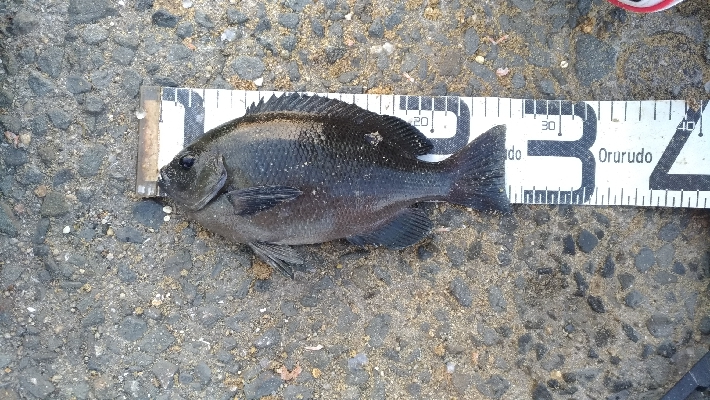 6/17釣果　梅雨グレ26センチ2枚