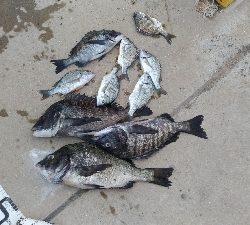 6/27釣果紀州釣りチヌ10枚。グレも11枚。