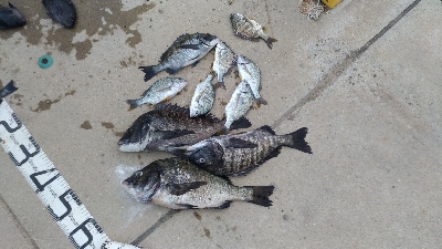 6/27釣果紀州釣りチヌ10枚。グレも11枚。