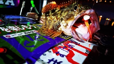 ꧁NICE ROCKFISH꧂