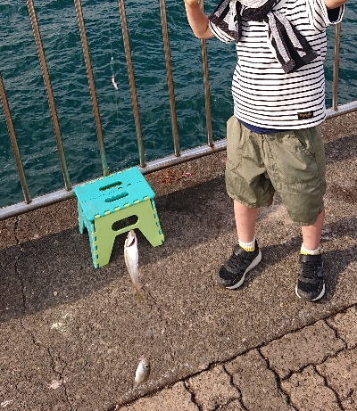 今年初のサビキ釣り
