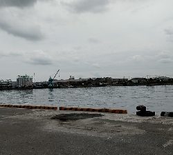 今回はボラでした