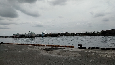 今回はボラでした