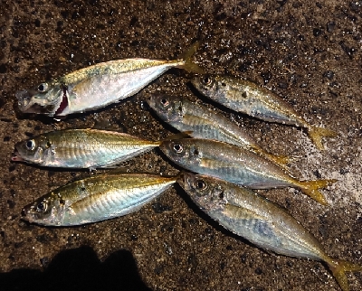 久しぶりのアジング