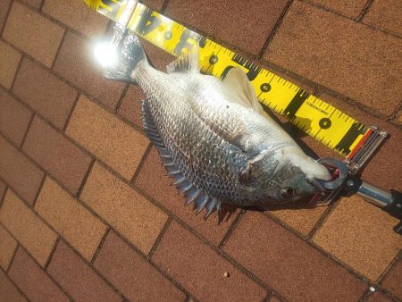 サイズ更新　～辰巳橋～