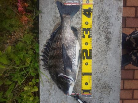 短時間釣行　～辰巳橋～