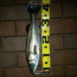 電気ウキでウキフカセ ~潮見~