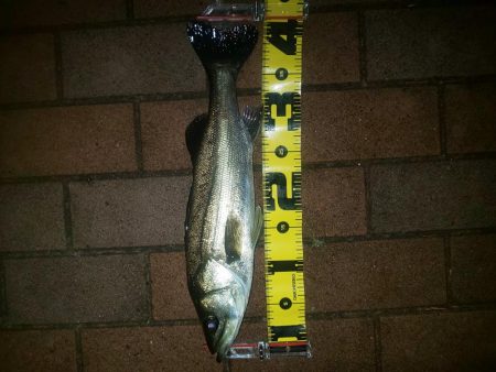 電気ウキでウキフカセ ~潮見~